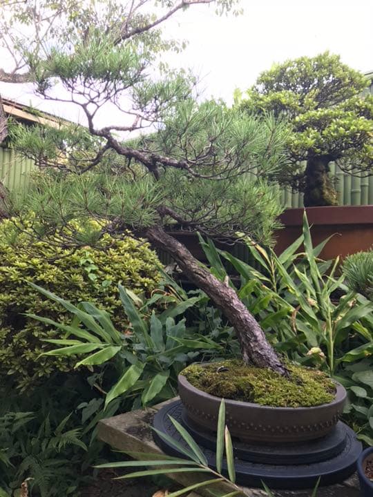 赤松 盆栽