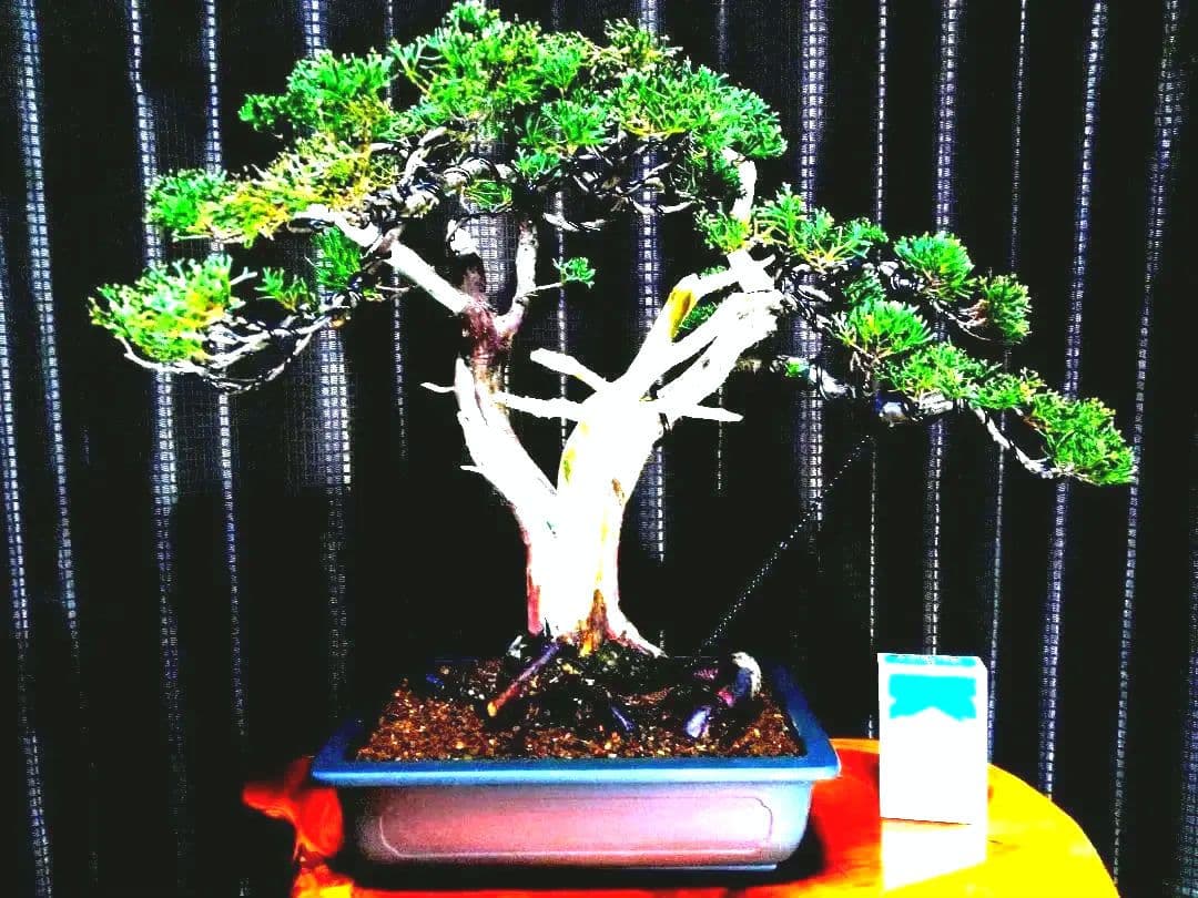 【中品　真柏盆栽】　　　　　⭕古木太幹…新春限定価格❗ 　　　★延長中★