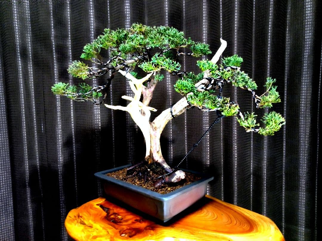 【中品　真柏盆栽】　　　　　⭕古木太幹…新春限定価格❗ 　　　★延長中★