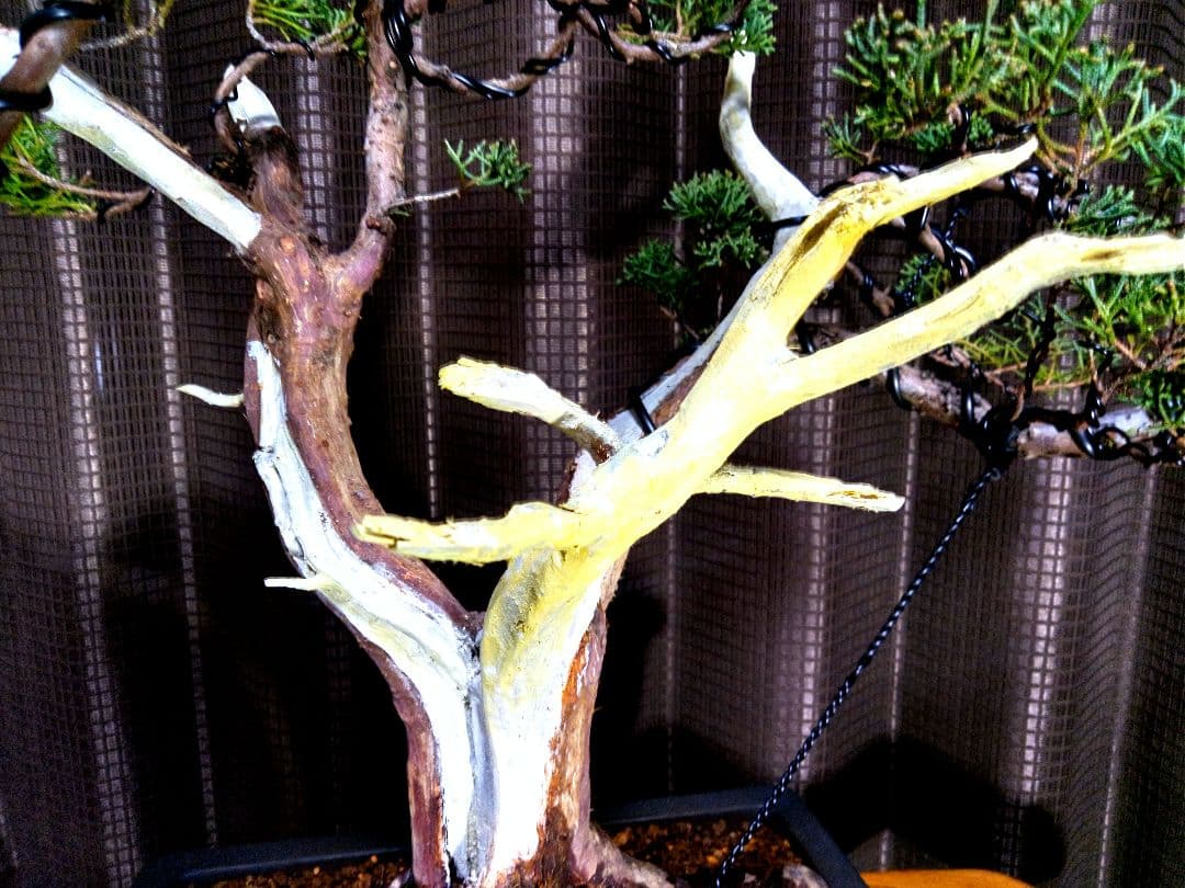 【中品　真柏盆栽】　　　　　⭕古木太幹…新春限定価格❗ 　　　★延長中★