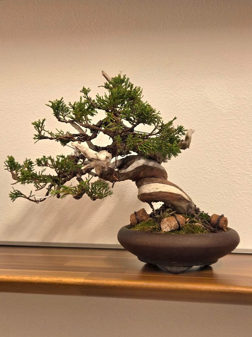 盆栽　真柏　盆栽鉢　鉢