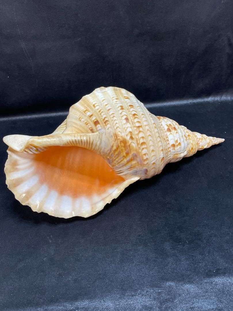 法螺貝　特大ホラ貝　新鮮な法螺貝　大きいサイズ　K001005