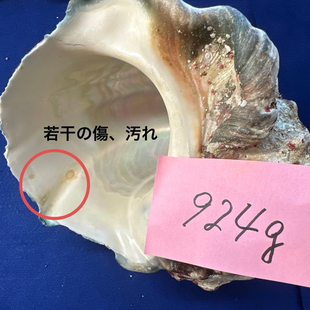 夜光貝　ヤコウ貝　まとめ売り　15個　14、2kg アクセサリー　ルアー