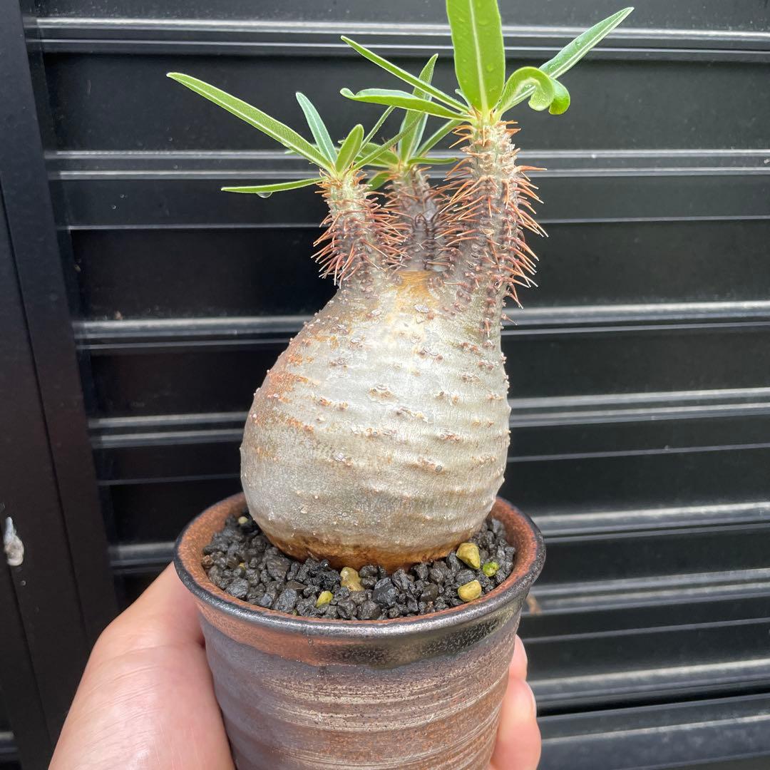 現地球　パキポディウム　グラキリス　週末セール