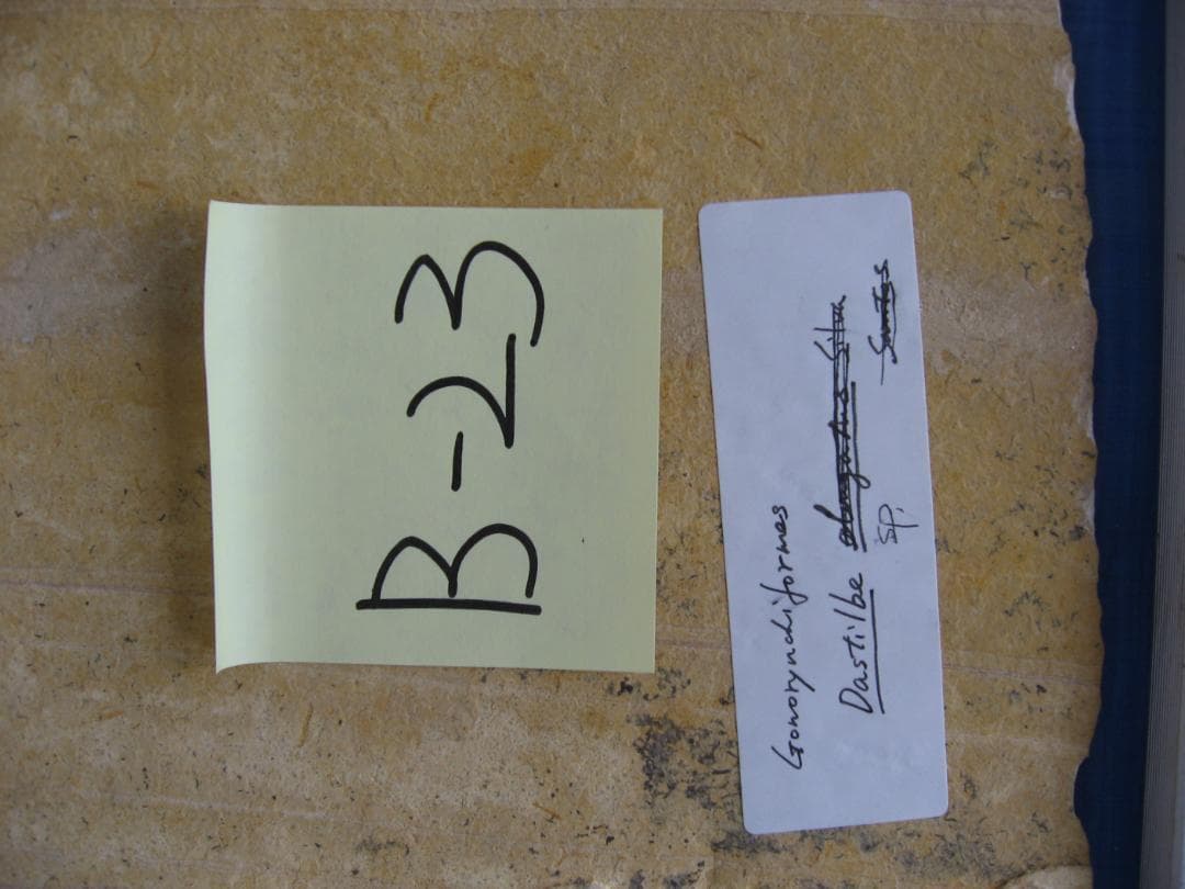 化石　F-1 B-6 B-22 B-23