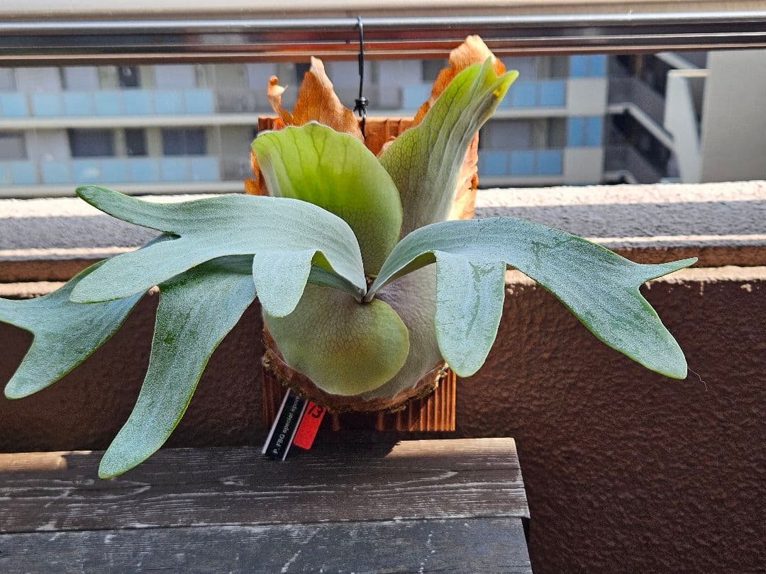 FSQ-S 胞子培養苗13　板③