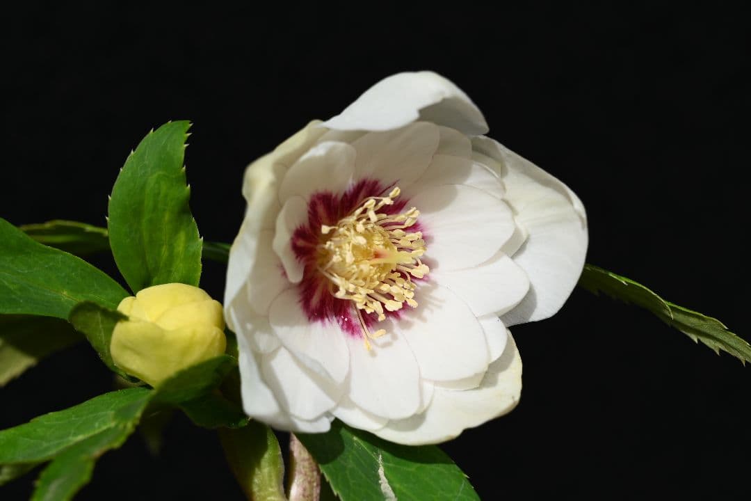 クリスマスローズ　ddホワイトゴールドレッドフラッシュ　加藤農園