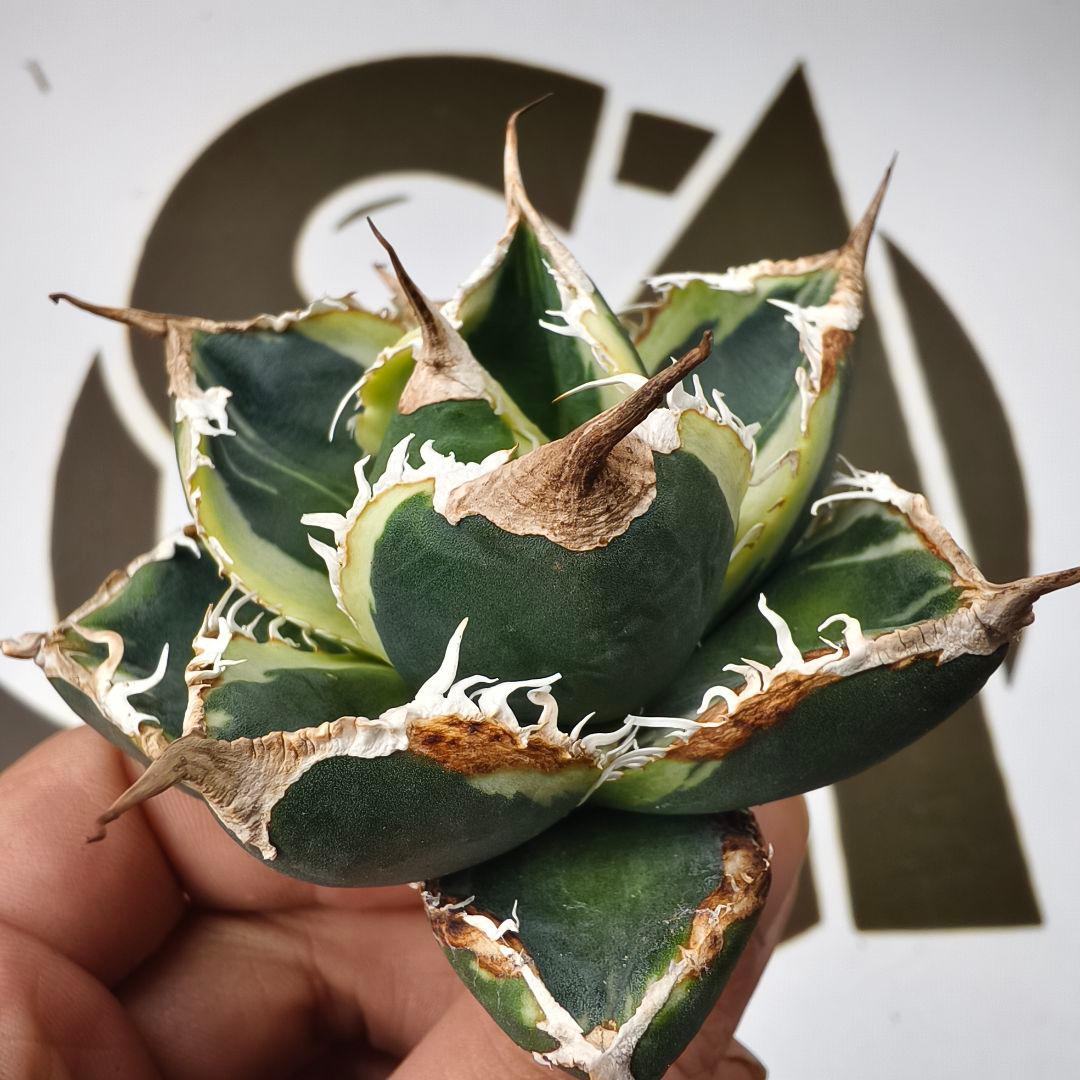 868【上澳園芸】アガベ チタノタSAD 白覆輪斑