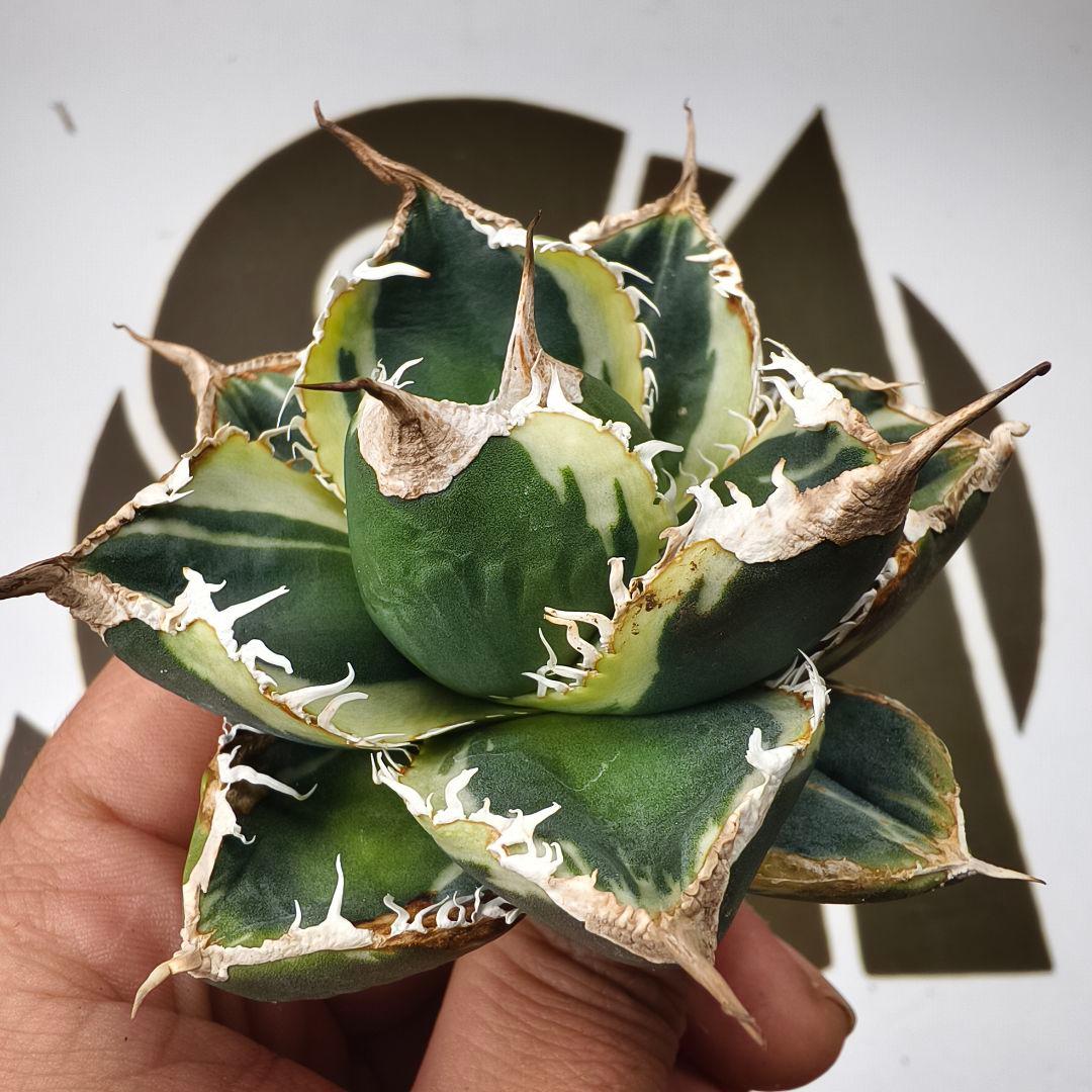 868【上澳園芸】アガベ チタノタSAD 白覆輪斑