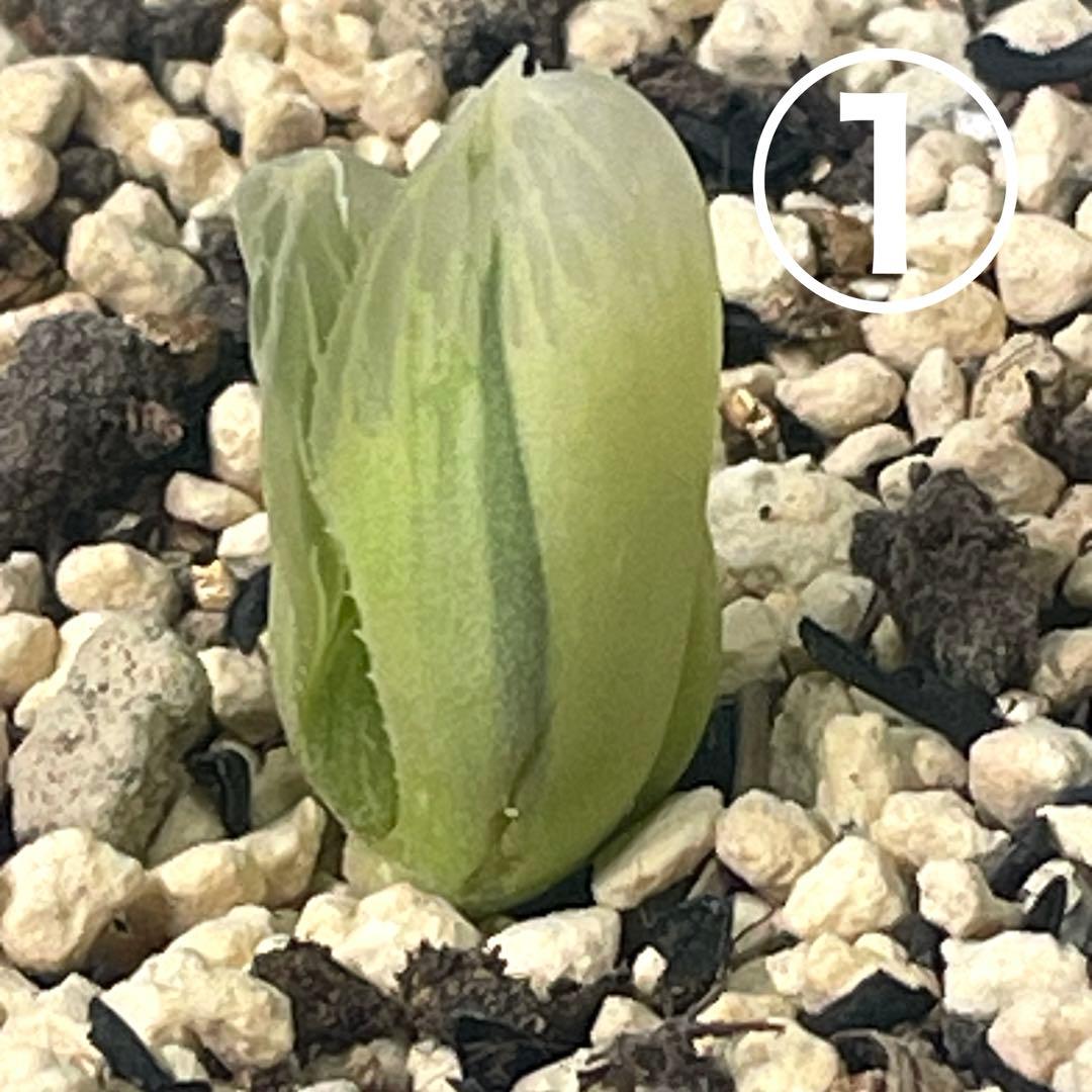 UFOさまご確認用！　ハオルチア　白蛇伝