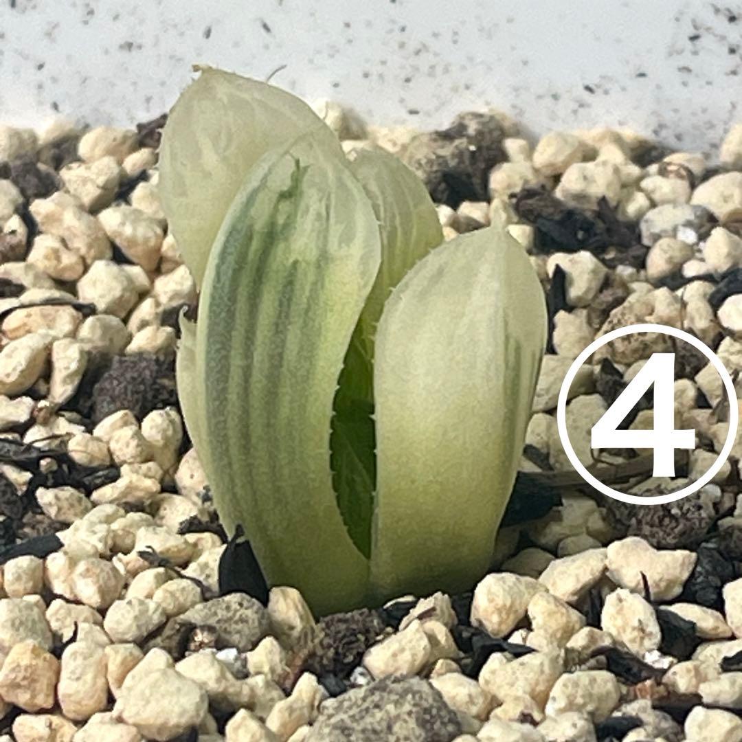 UFOさまご確認用！　ハオルチア　白蛇伝