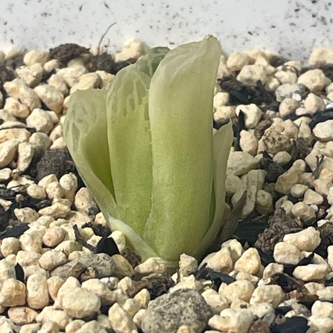 UFOさまご確認用！　ハオルチア　白蛇伝