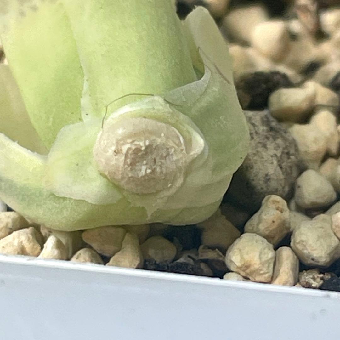 UFOさまご確認用！　ハオルチア　白蛇伝