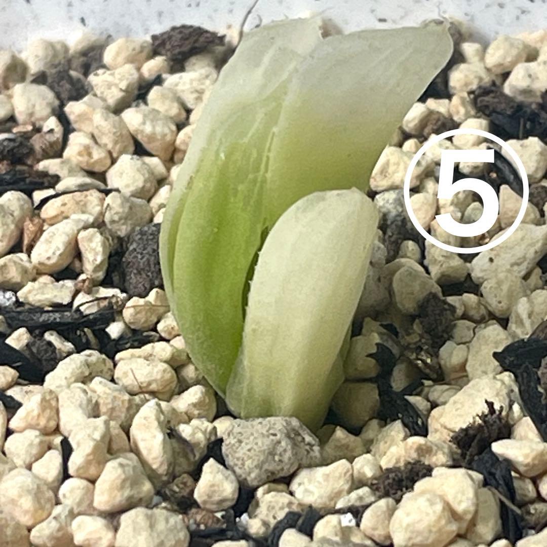 UFOさまご確認用！　ハオルチア　白蛇伝