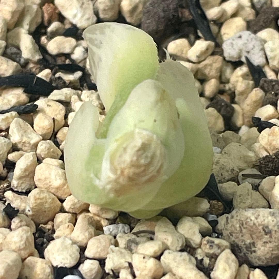 UFOさまご確認用！　ハオルチア　白蛇伝