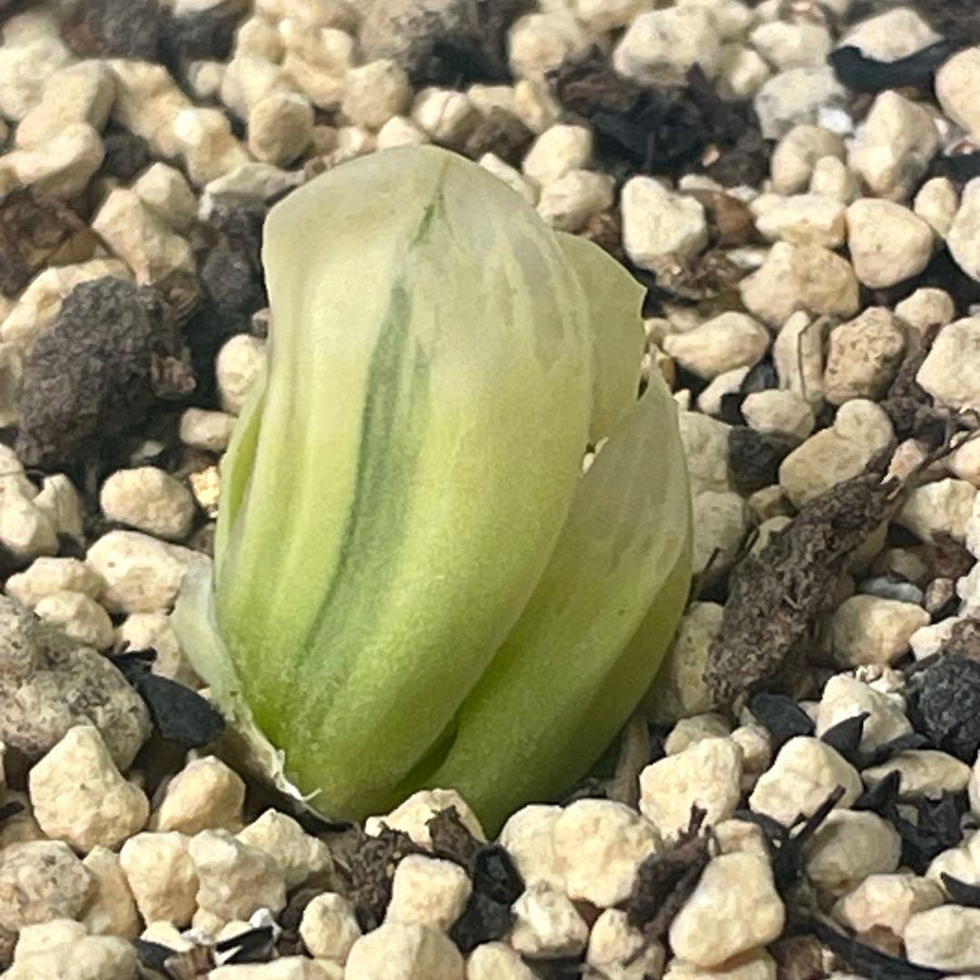 UFOさまご確認用！　ハオルチア　白蛇伝