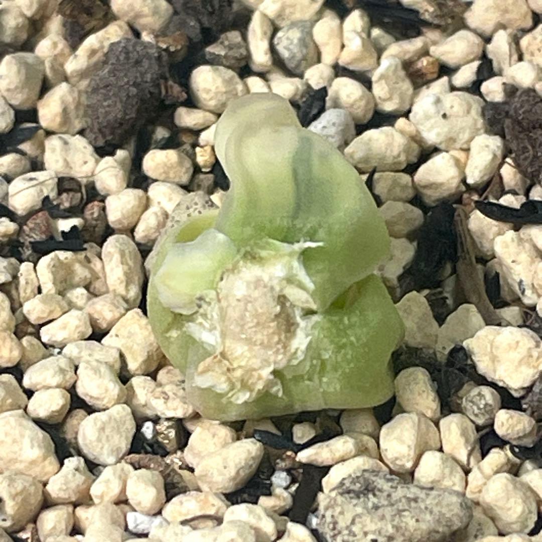 UFOさまご確認用！　ハオルチア　白蛇伝