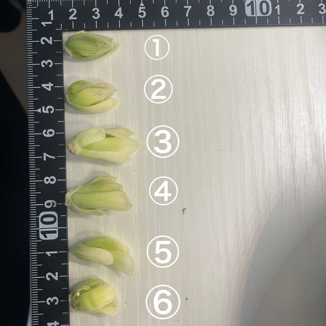UFOさまご確認用！　ハオルチア　白蛇伝