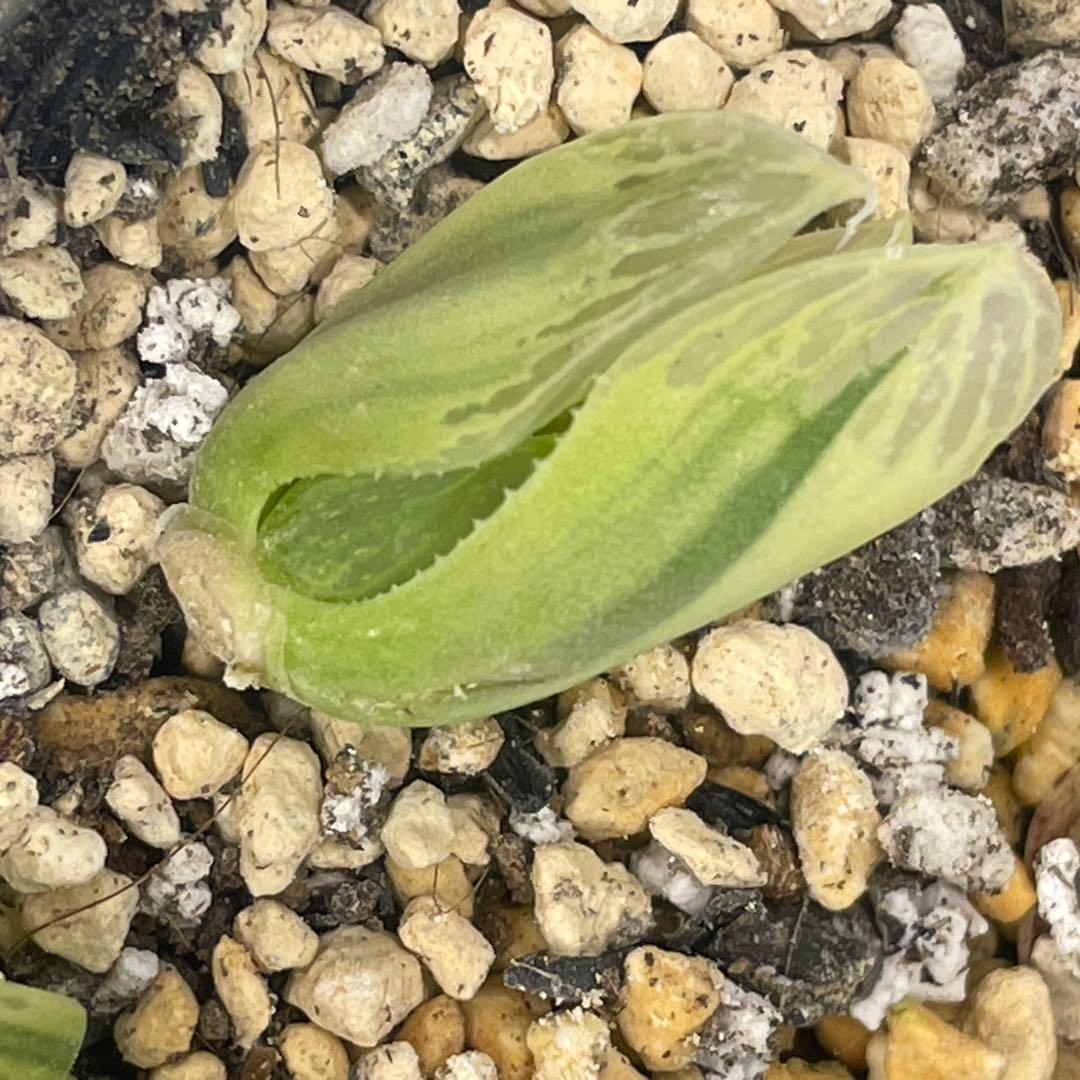 UFOさまご確認用！　ハオルチア　白蛇伝