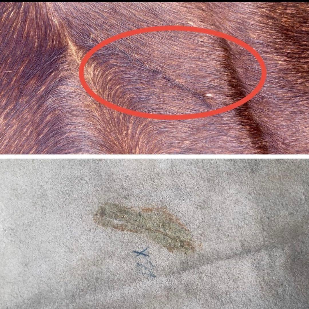 【入手困難】特大250×230牛革ハラコラグ★グランピングお籠もりキャンプにも！