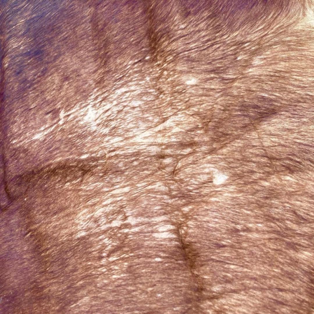 【入手困難】特大250×230牛革ハラコラグ★グランピングお籠もりキャンプにも！