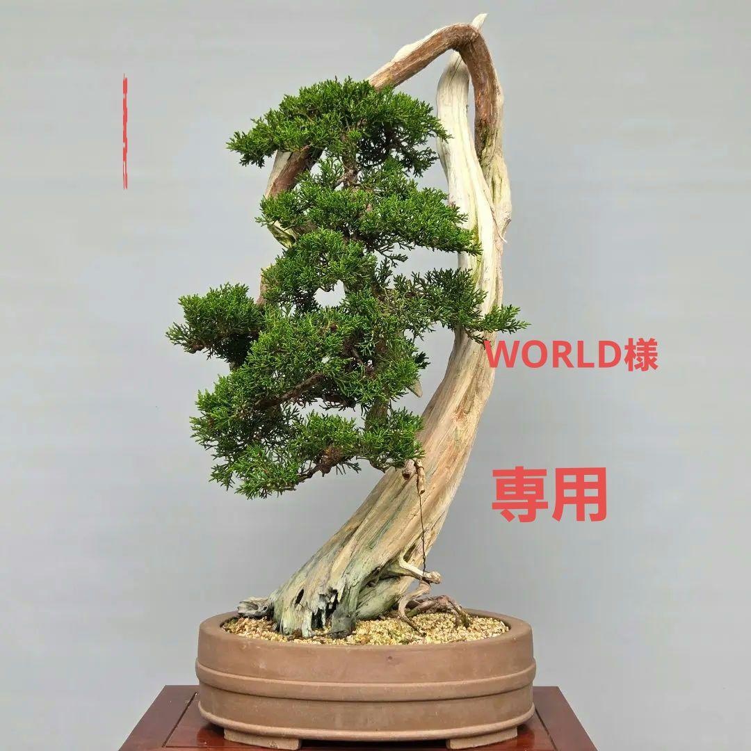 真柏　[舎利幹変わり木]　大品盆栽 WORLDです。