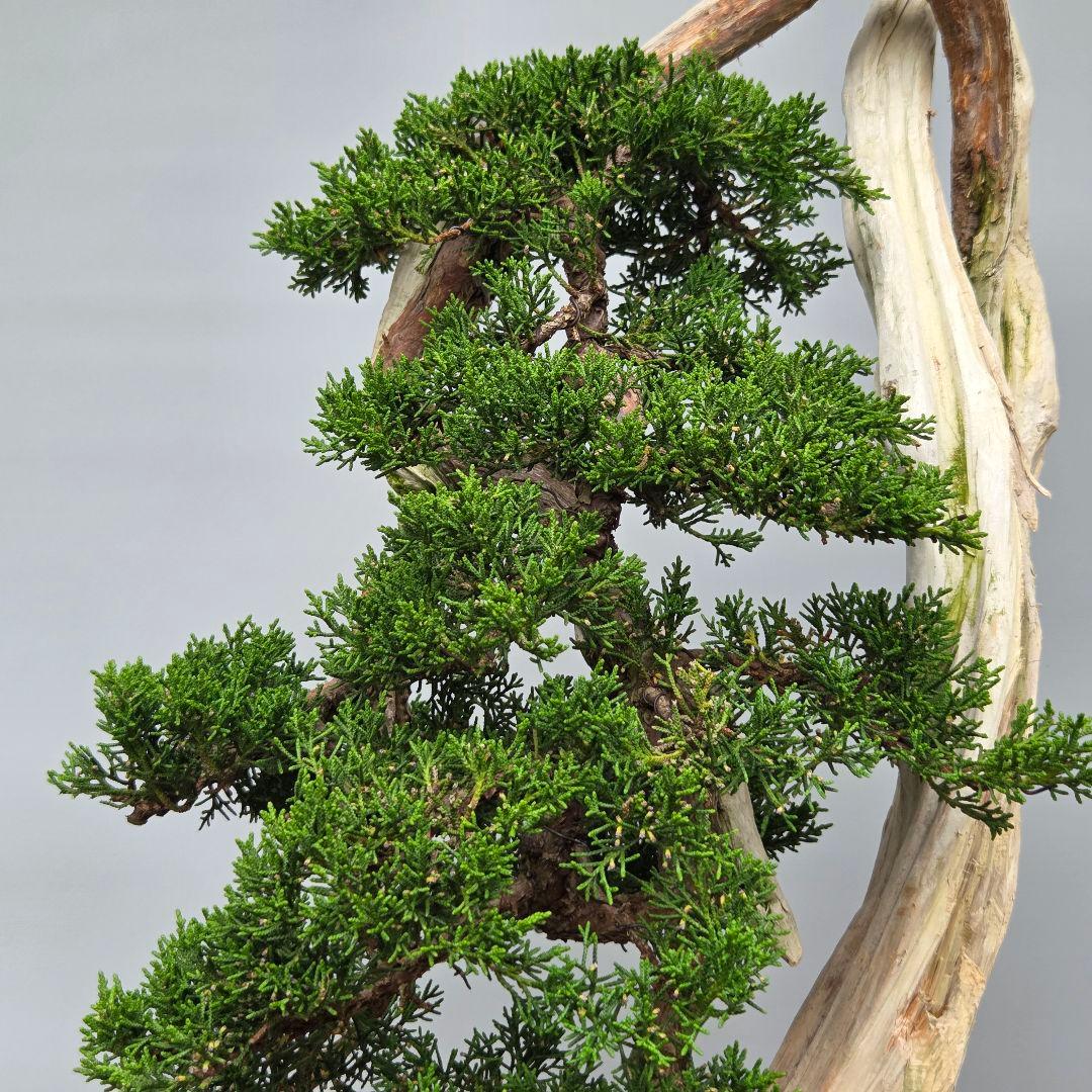 真柏　[舎利幹変わり木]　大品盆栽 WORLDです。