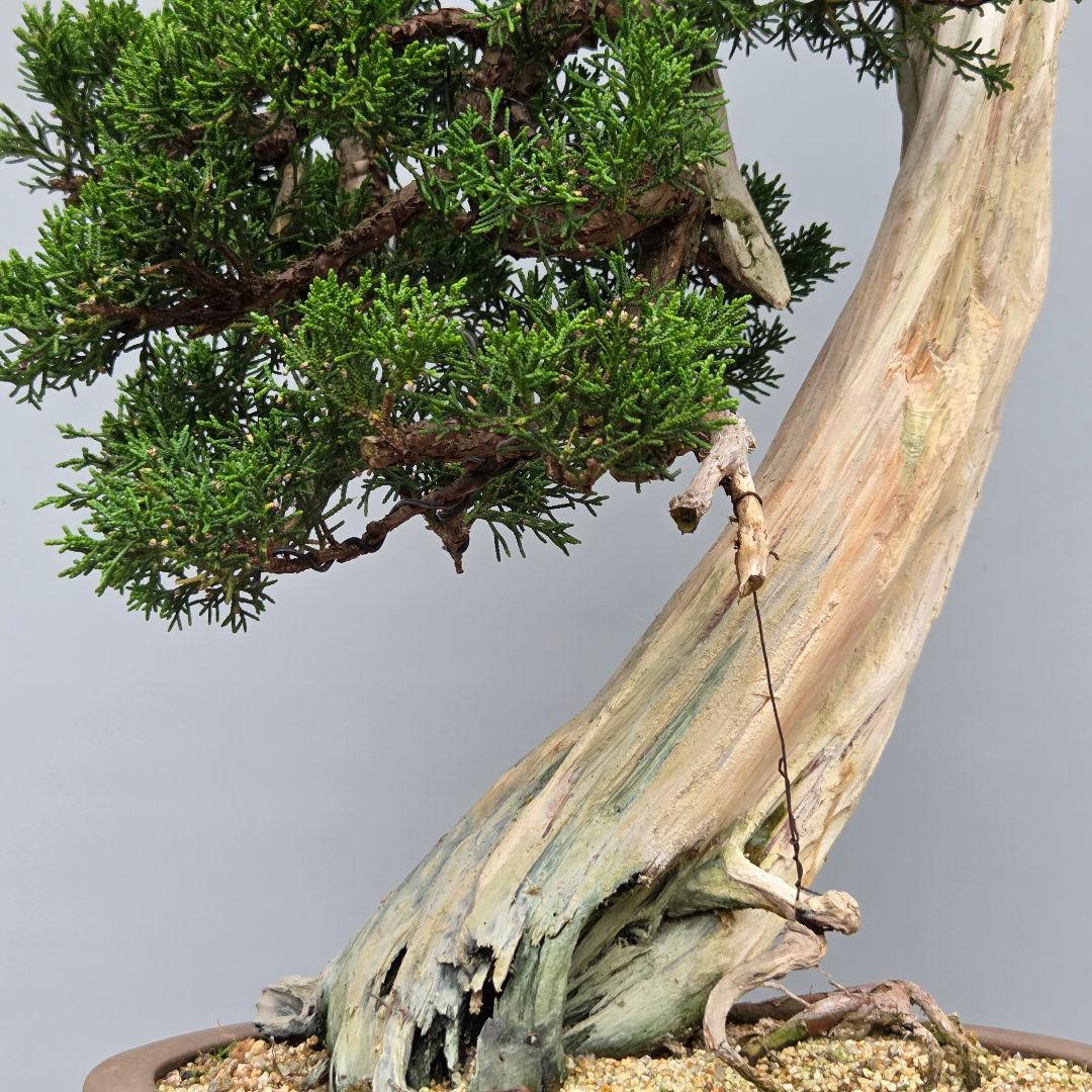 真柏　[舎利幹変わり木]　大品盆栽 WORLDです。
