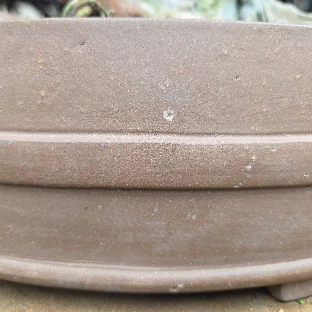 真柏　[舎利幹変わり木]　大品盆栽 WORLDです。