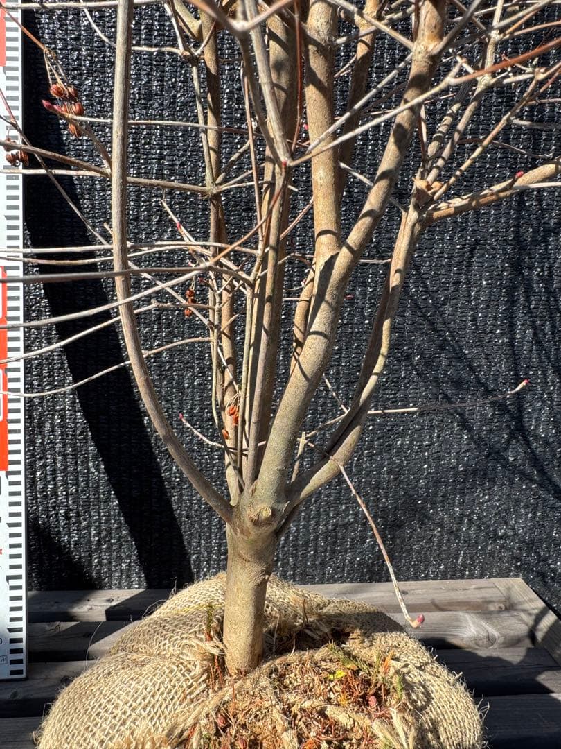 ベニドウダンツツジ　【品番3537】