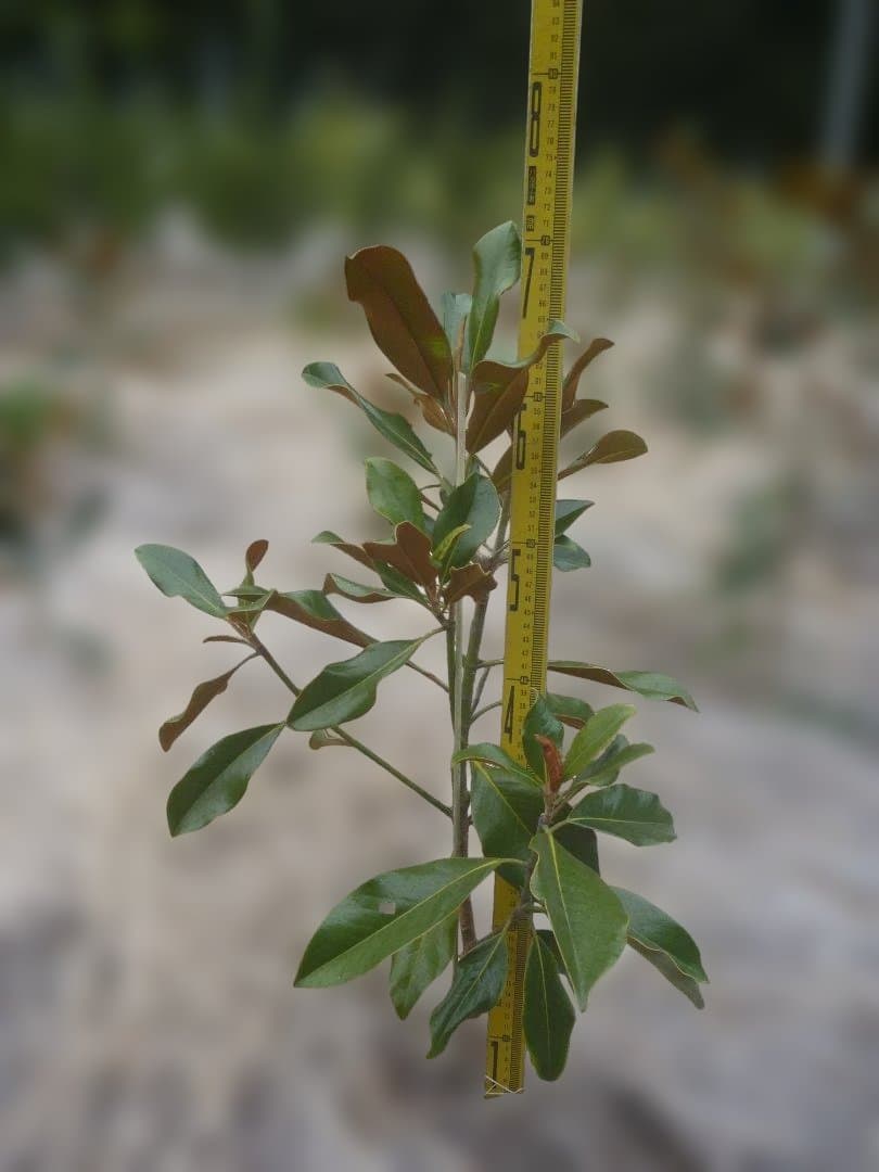 タイサンボク　ケイパレス 常緑樹 約60cm