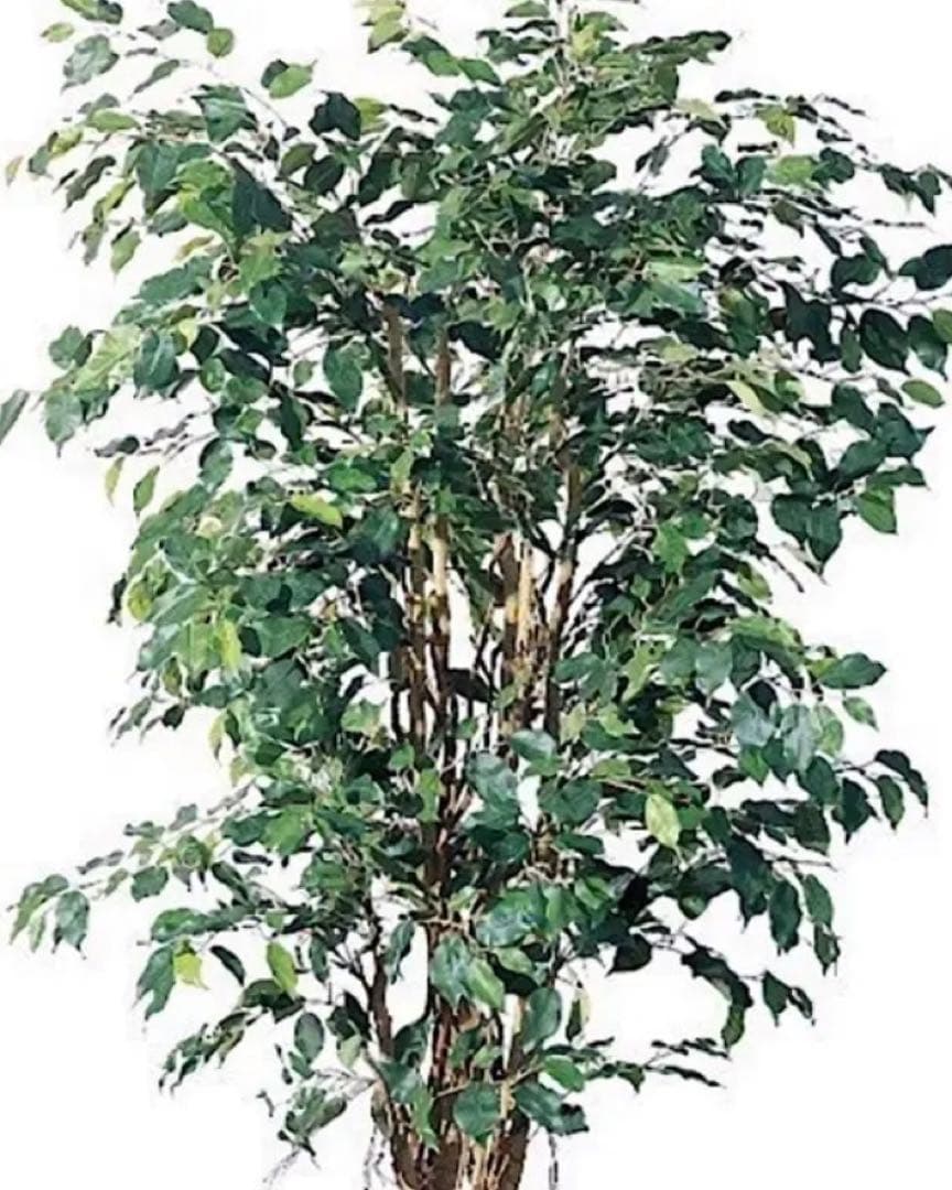 光触媒　人工観葉植物　ウォールグリーン　フェイクグリーン　ベンジャミンフィカスj