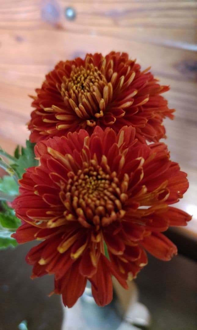 菊苗 冬至芽 3本