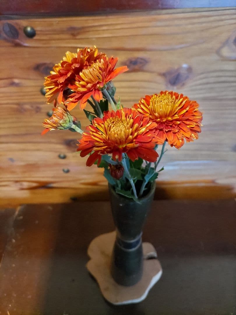 菊苗 冬至芽 3本