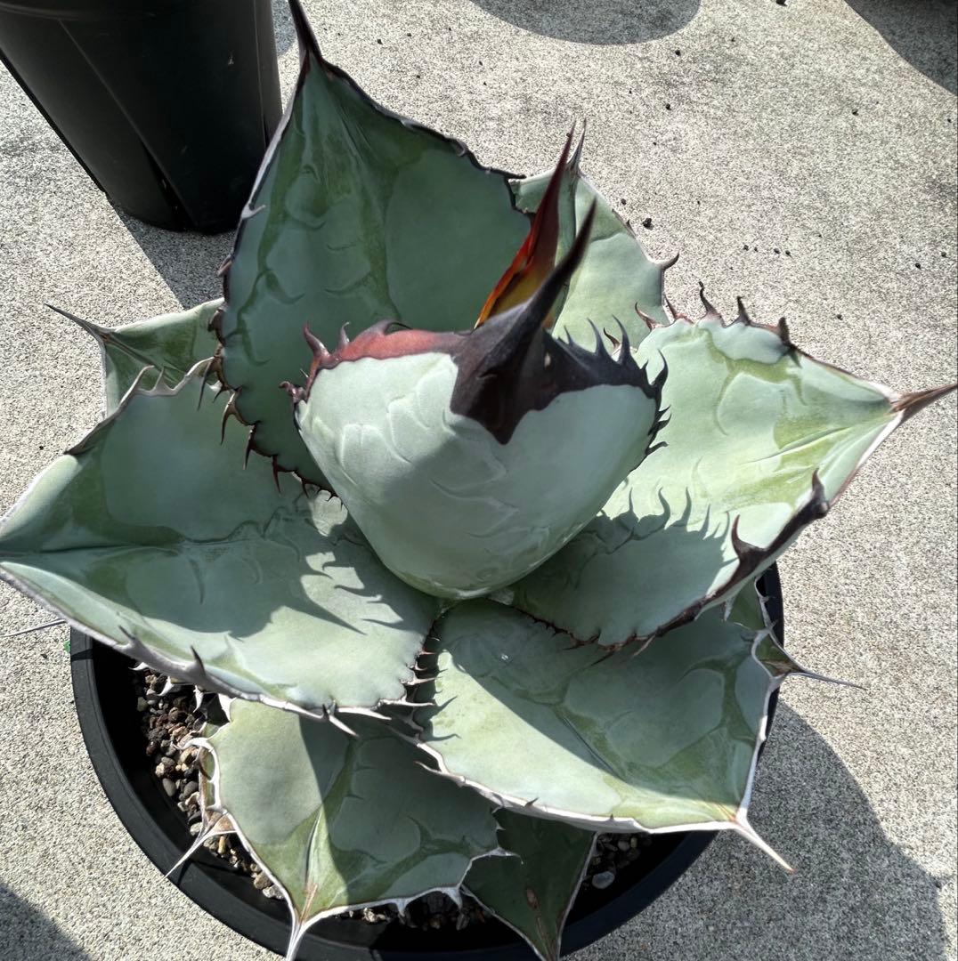 Agave titanota US 青葉 親株出品 W約30CM〜(オアハカ