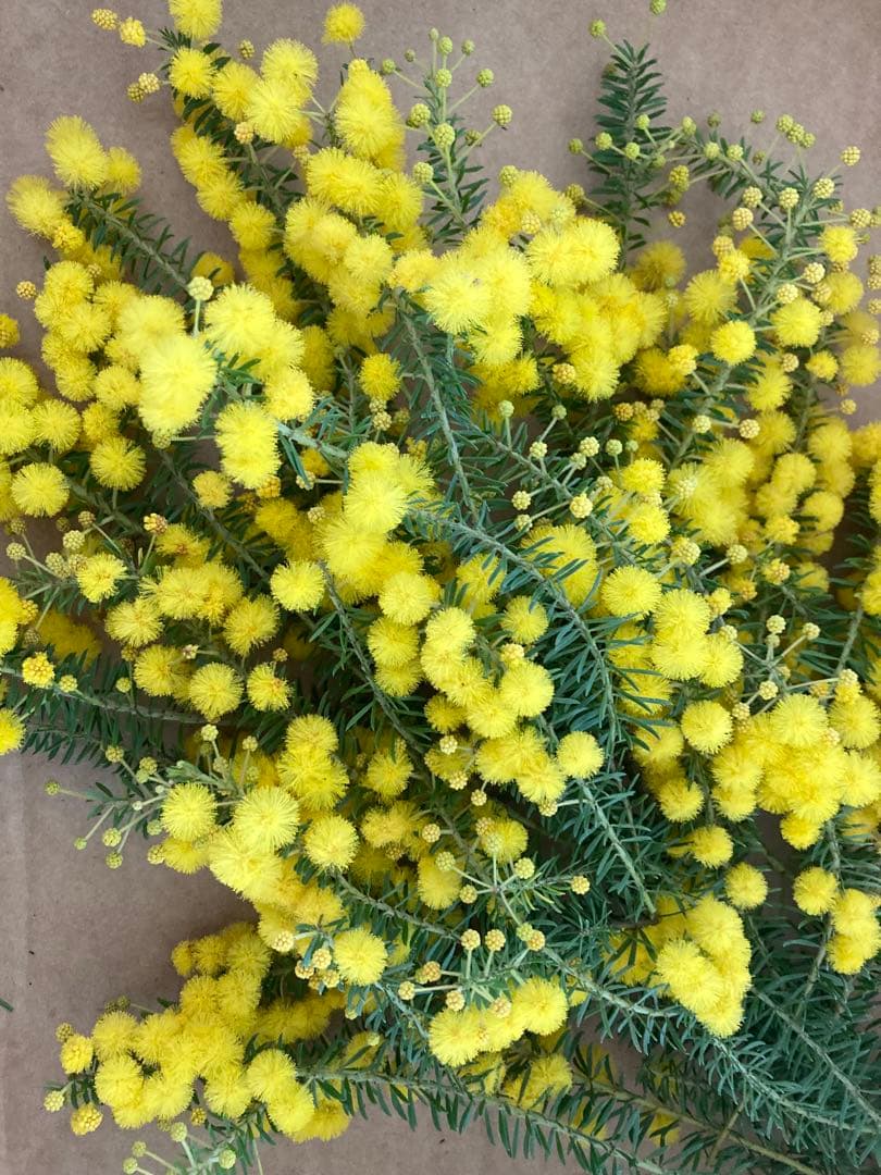 ローズマリー　ミモザ　ギンヨウアカシア　100サイズ