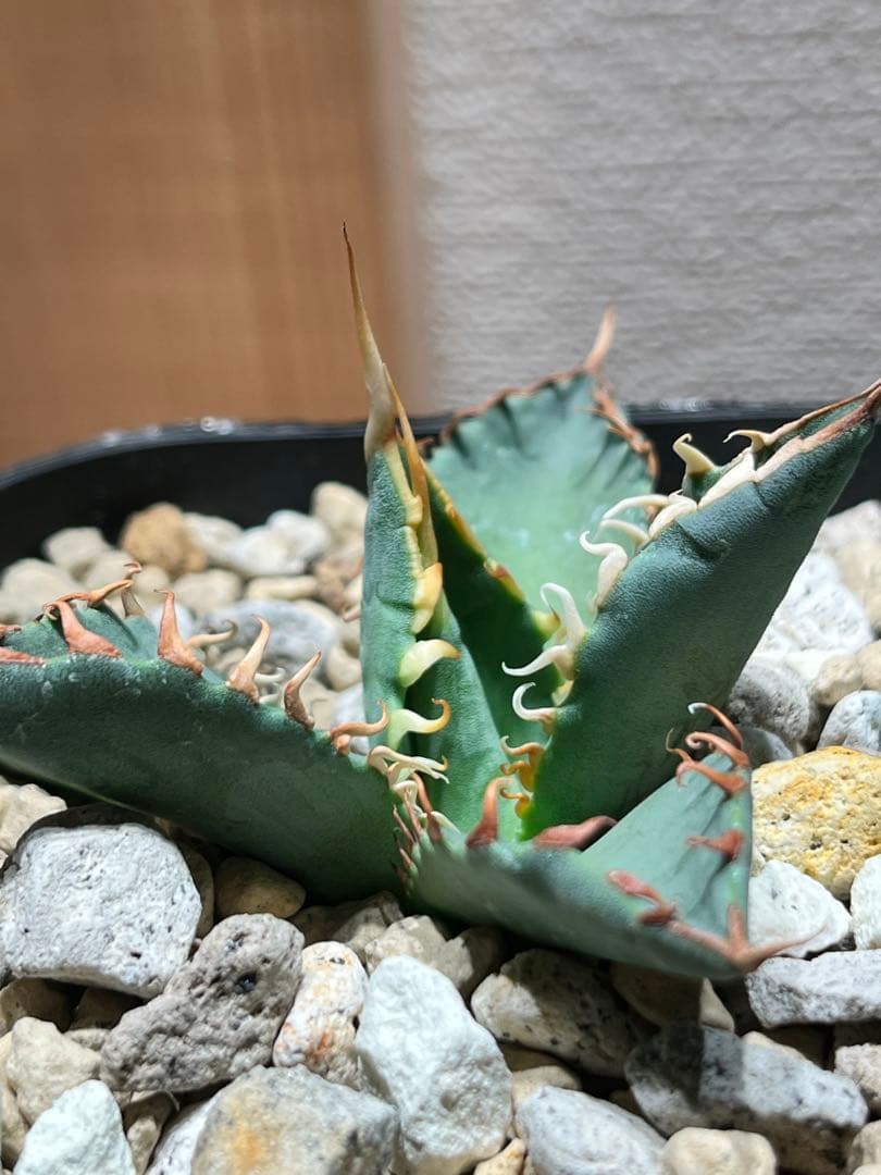 【最終】エボリスピナ× BB hybrid ハイブリッド①発根活着