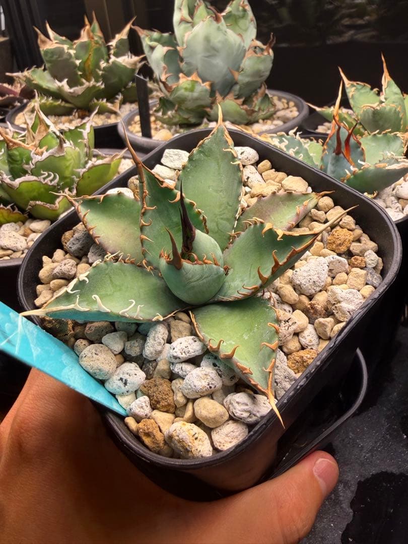 【最終】エボリスピナ× BB hybrid ハイブリッド①発根活着