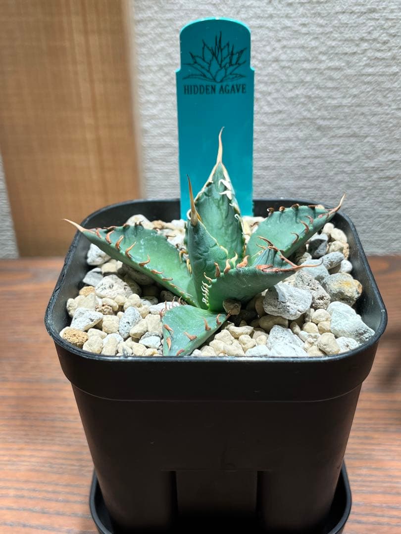 【最終】エボリスピナ× BB hybrid ハイブリッド①発根活着