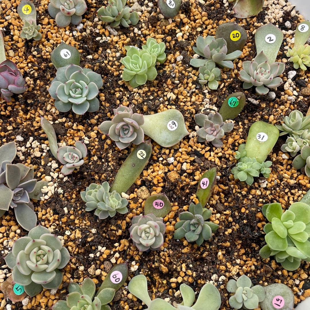 特別価格セット！　ミックスベリア　葉挿しっ子　26種　オマケ付　メルカリ便