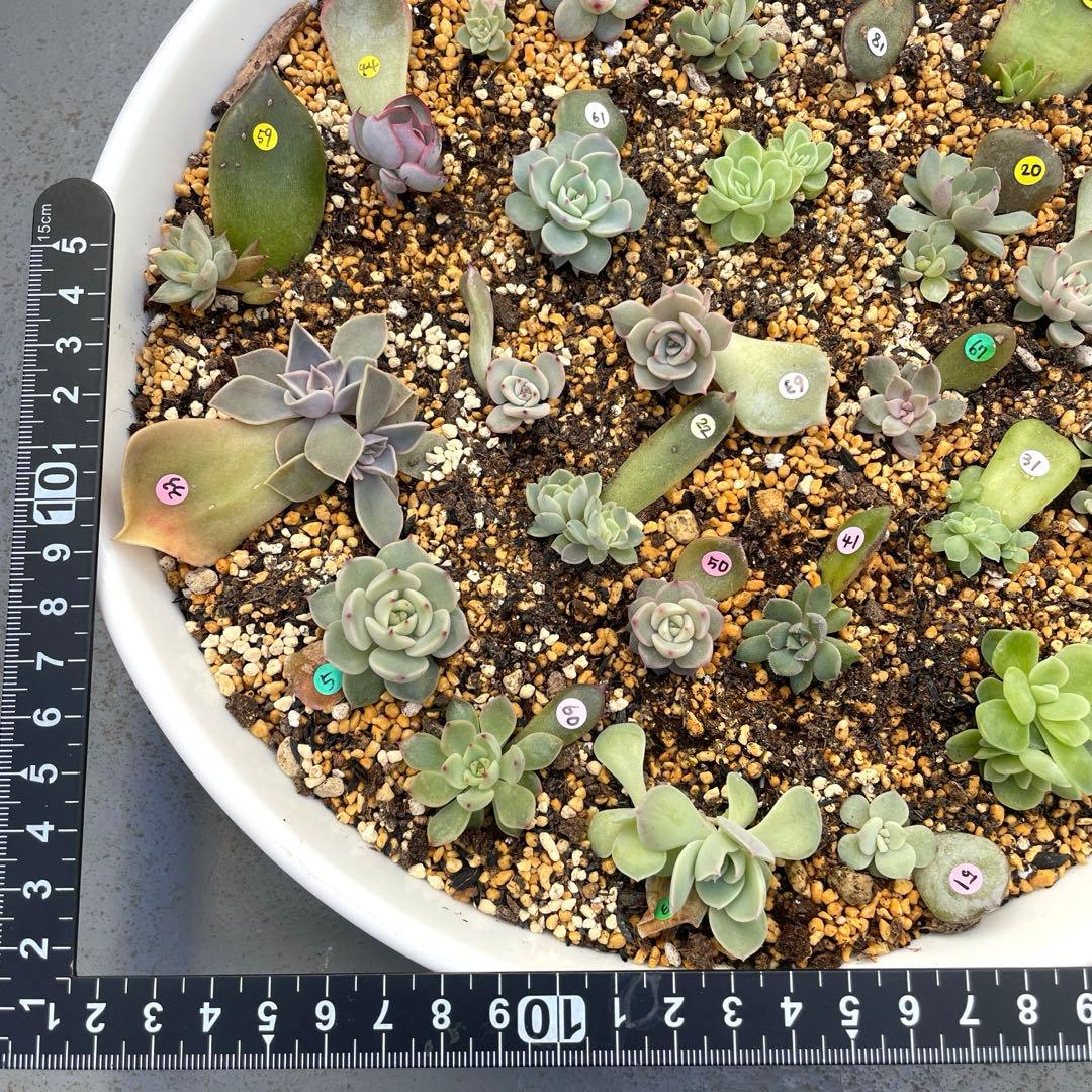 特別価格セット！　ミックスベリア　葉挿しっ子　26種　オマケ付　メルカリ便