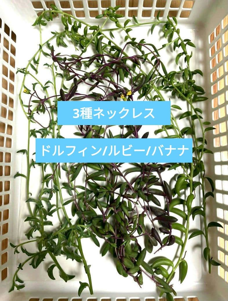 3種ネックレス詰め合わせ　ドルフィン/ルビー/バナナネックレス