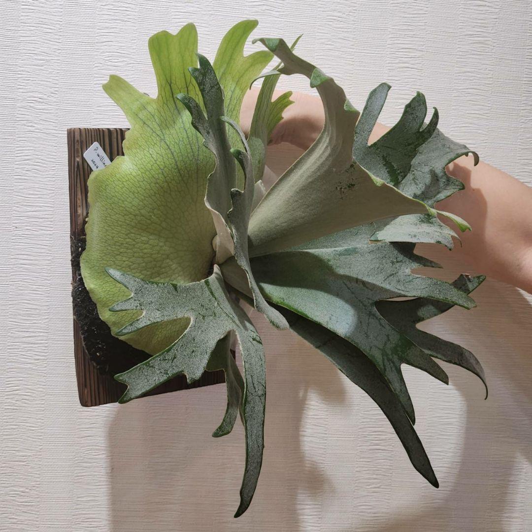 10/29まで 大きめ子株 ウィリンキー 月光 (月光爪哇) OC