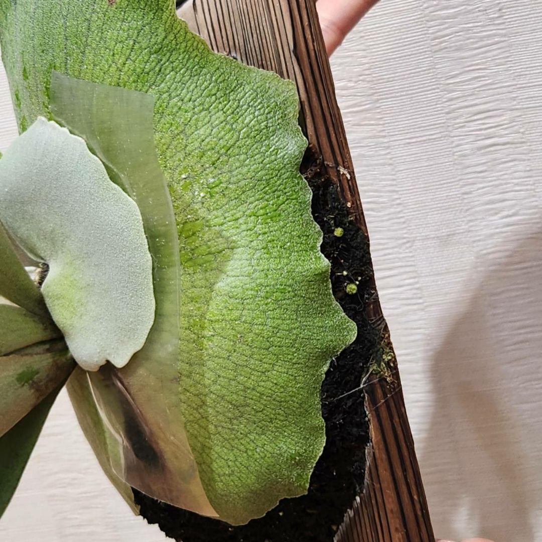 10/29まで 大きめ子株 ウィリンキー 月光 (月光爪哇) OC