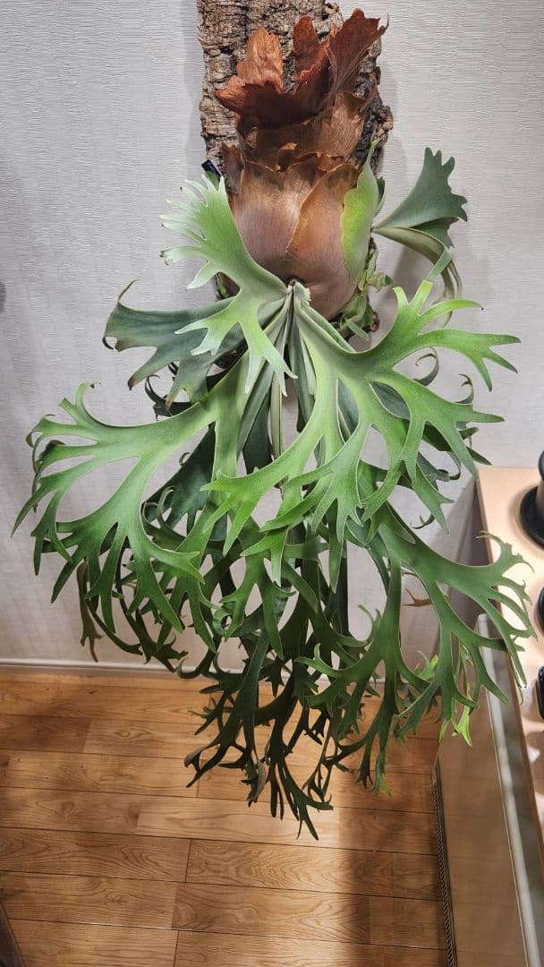 10/29まで 大きめ子株 ウィリンキー 月光 (月光爪哇) OC