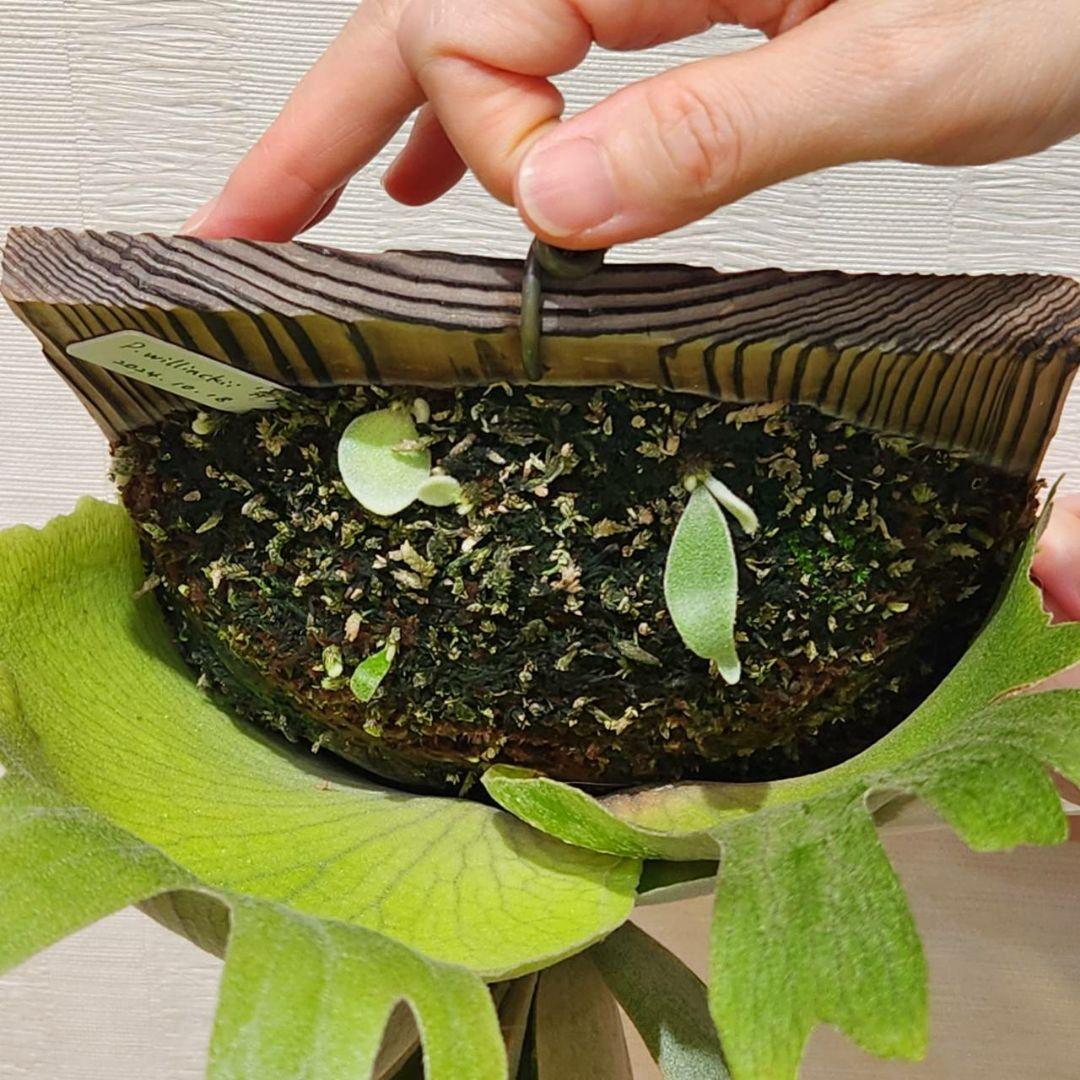 10/29まで 大きめ子株 ウィリンキー 月光 (月光爪哇) OC