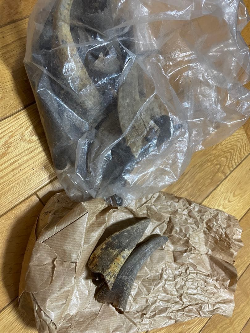 動物の爪？牙？角？剥製、インテリアに