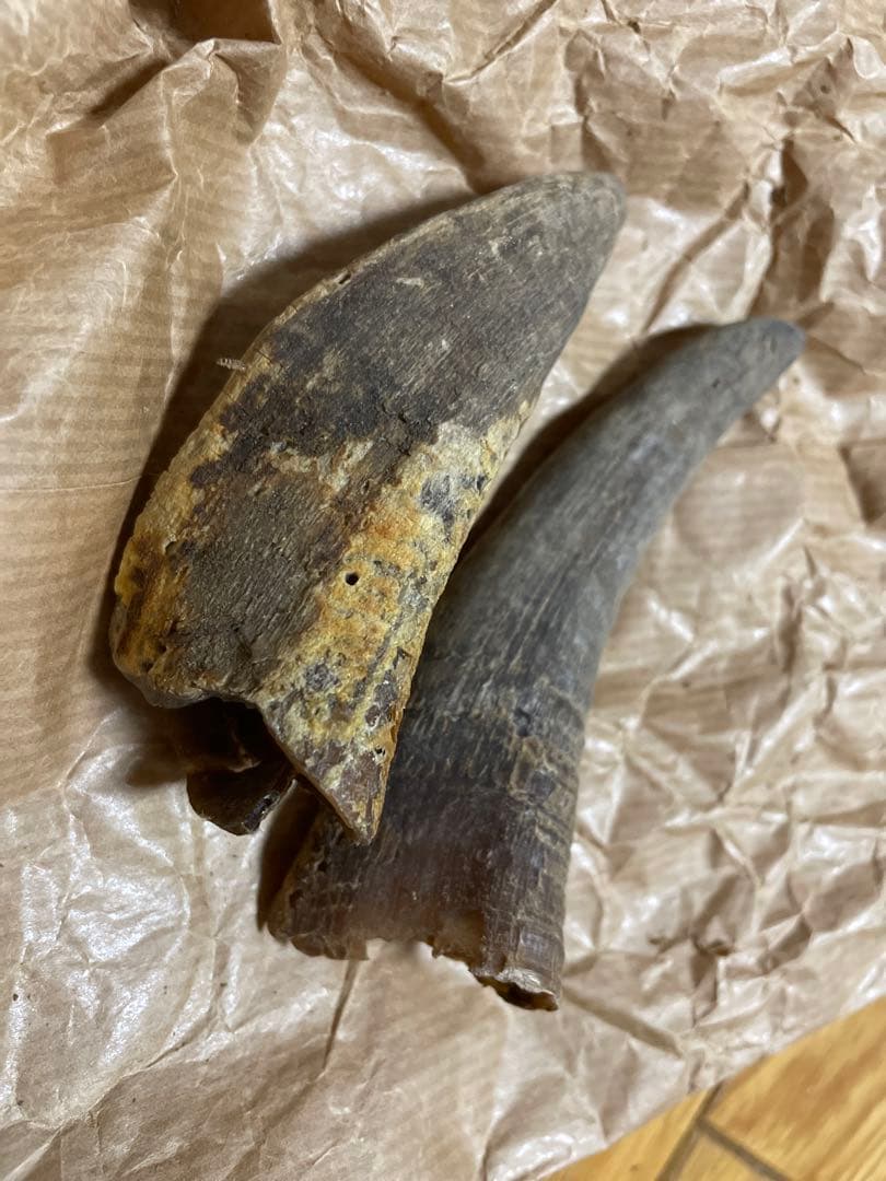 動物の爪？牙？角？剥製、インテリアに