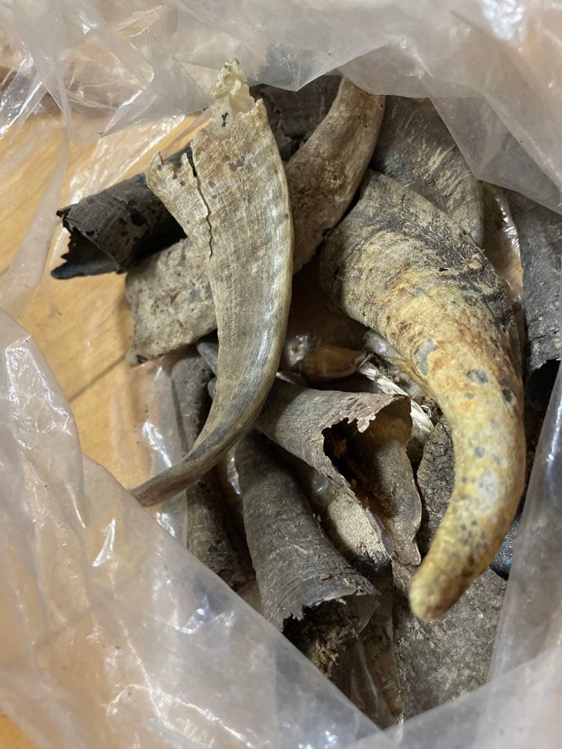 動物の爪？牙？角？剥製、インテリアに