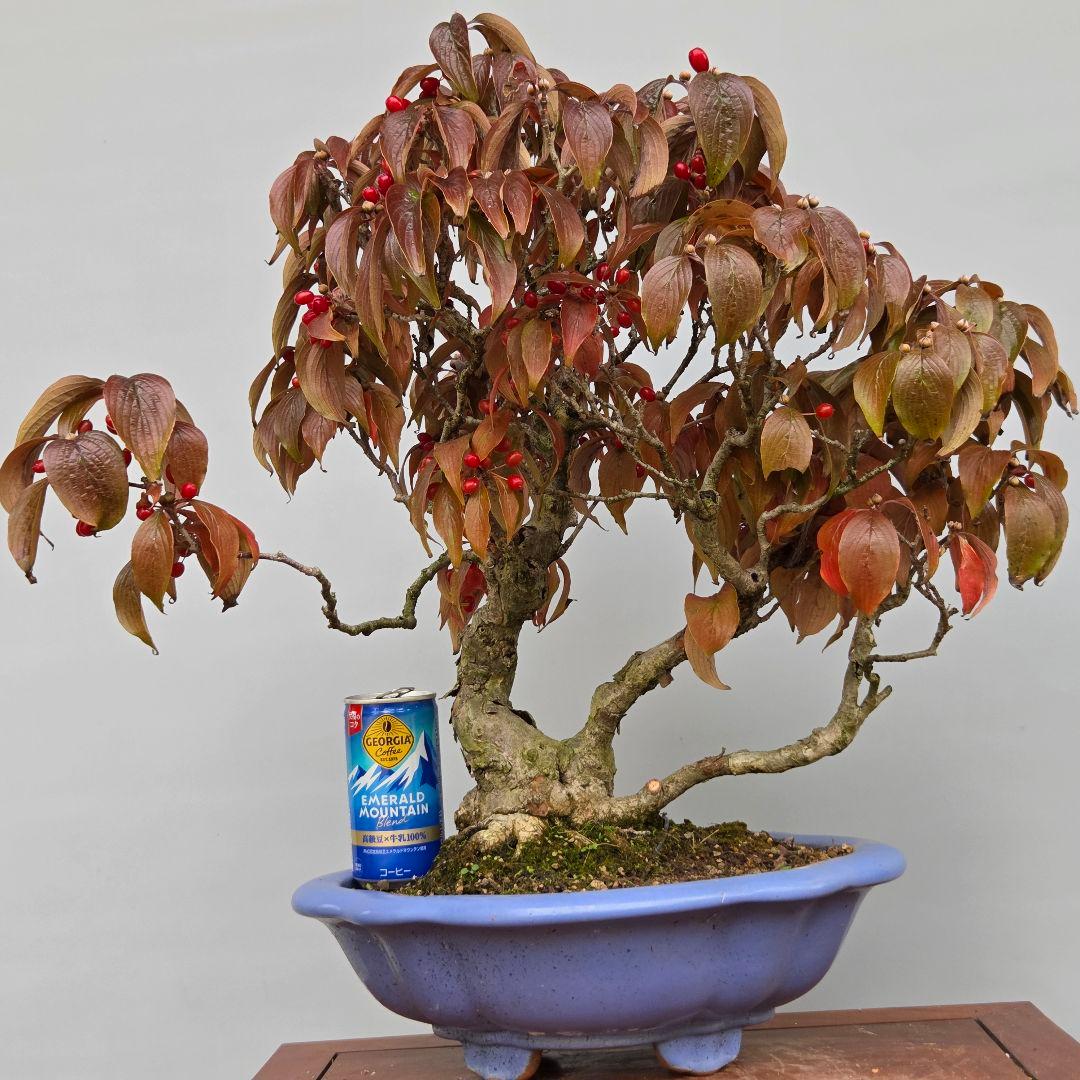 サンシュユ　[株立ち木]　中品盆栽